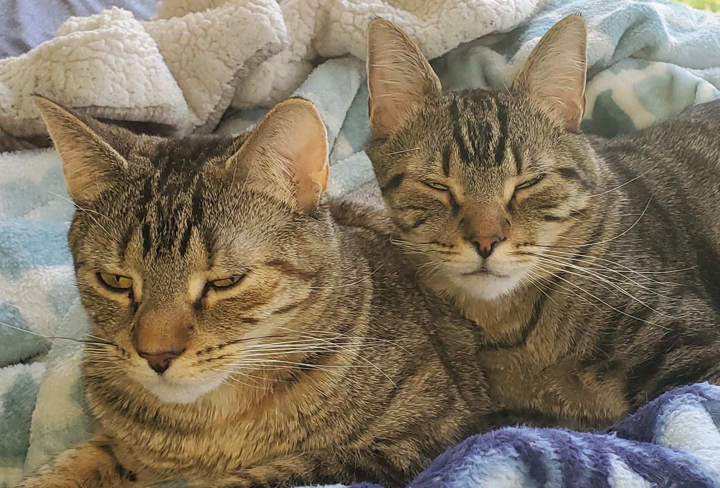 Customer photo review of Royal Canin Veterinary Diet - Urinary SO + Hydrolyzed Protein Dry Cat Food