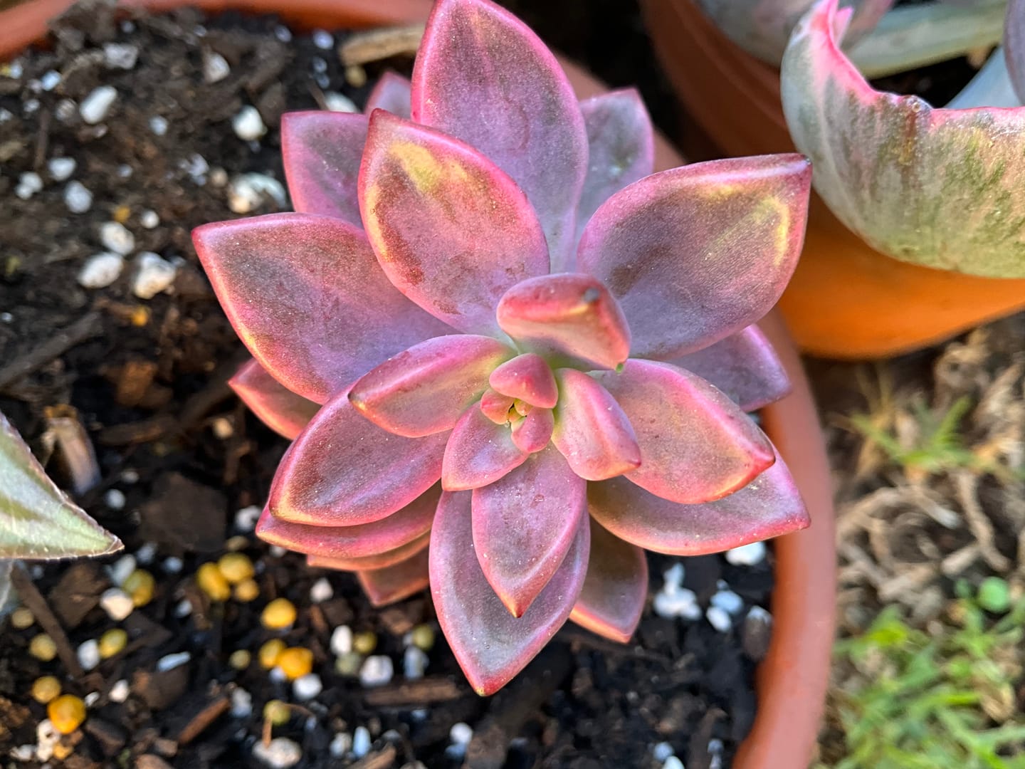 Customer photo review of Graptosedum Bronze Variegata