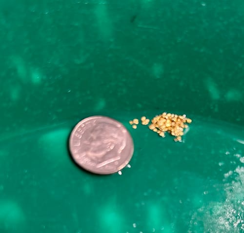 Customer photo review of Nugget Reserve 'MUSEUM SPECIMEN CHASE' - Gold Panning Paydirt Concentrate