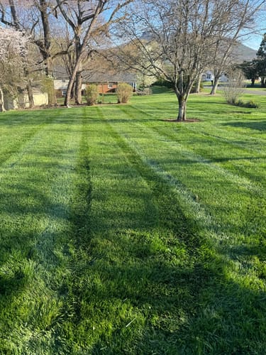 Customer photo review of Cool Season Lawn Care Guide