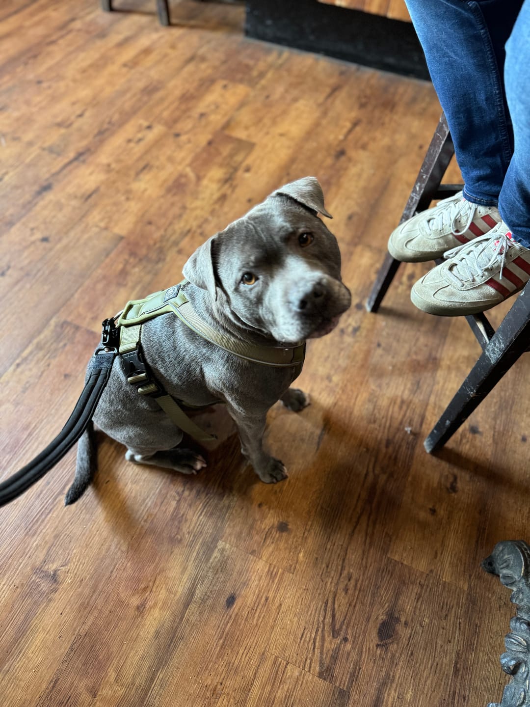 Customer photo review of Slip on Padded Comfort Harness | Non Restrictive & Reflective - Khaki