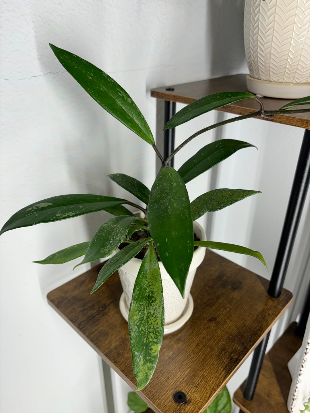 Customer photo review of Hoya pubicalyx x carnosa