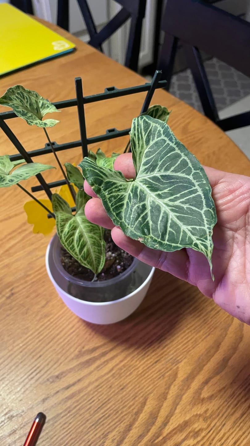 Customer photo review of Syngonium podophyllum 'Batik'