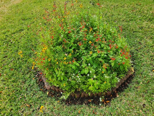 Customer photo review of Wildflower Seeds - Texas Wildflowers