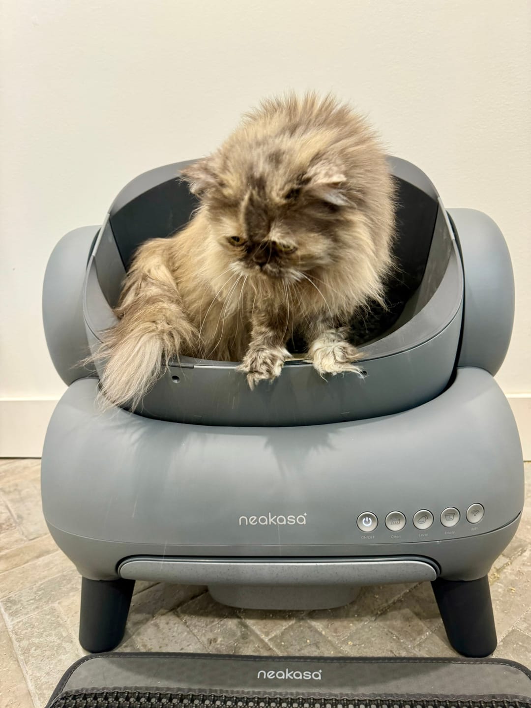 Customer photo review of Neakasa M1 Open-top Self-cleaning Cat Litter Box