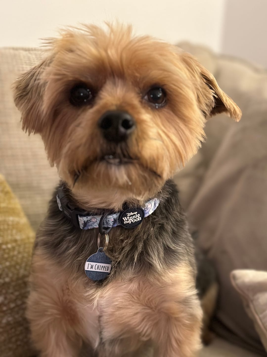Customer photo review of Collar - Eeyore