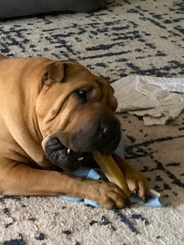Customer photo review of HIMALYAN YAK CHEWS | ALL SIZES