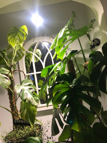 Customer photo review of Pianta Grow Light and Enna Plug-in Ceiling Pendant Bundle