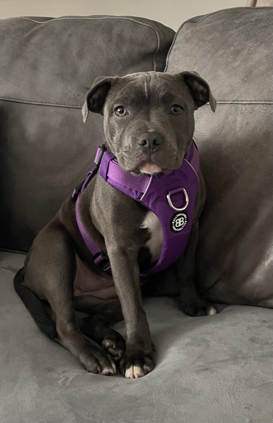 Customer photo review of Air Mesh Harness - Anti-Pull, With Handle, Non Restrictive & Adjustable - Purple
