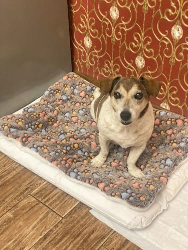 Customer photo review of DogCatFri™ PetBlanket- Hyggelig Kæledyrs Komfort Tæppe