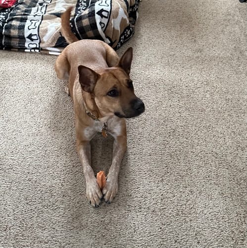 Customer photo review of Large Yak Milk Dog Chews