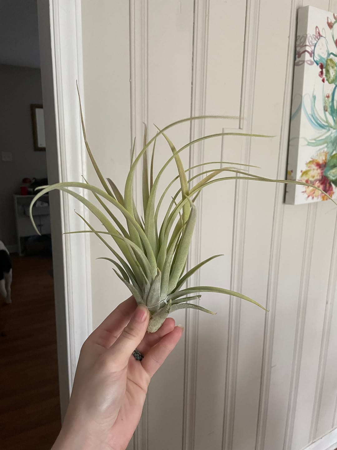 Customer photo review of Harrisii  (Easy Care Plant)  *Cannot Be Shipped Internationally*
