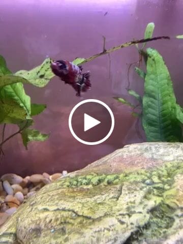 Customer video review of Koi Red Galaxy Male Betta Fish High Grade | Buy 4 Get 1 Free | Mystery Betta