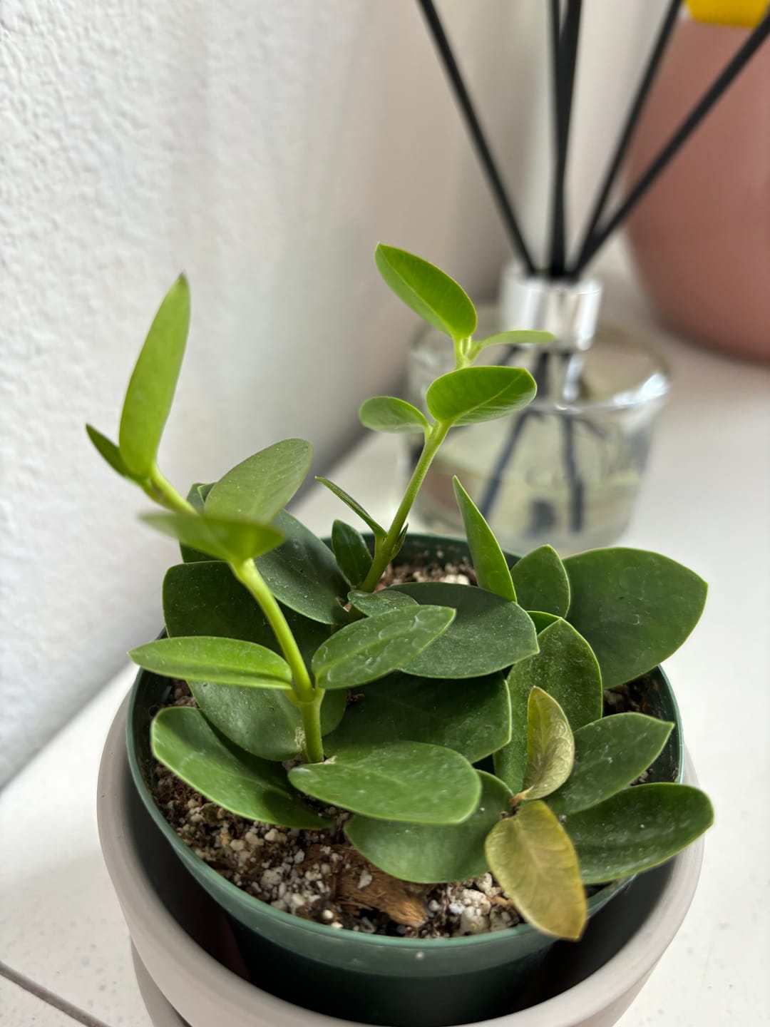 Customer photo review of Hoya cumingiana