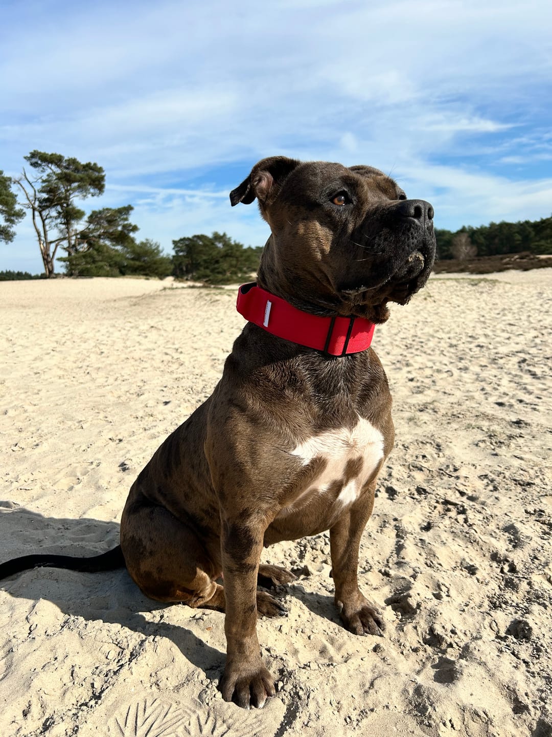Customer photo review of 5cm Combat® Collar | With Handle & Rated Clip - Red v2.0