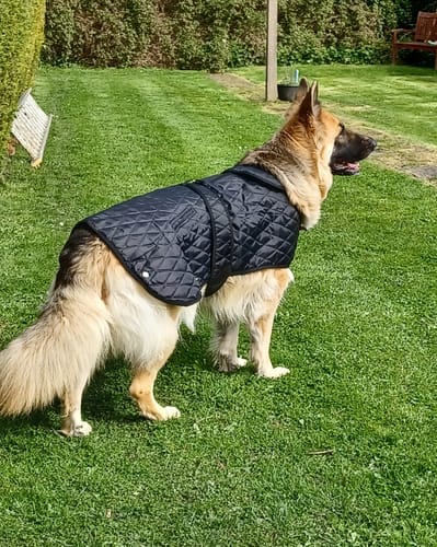 Customer photo review of Rhinegold Balmoral Dog Coat