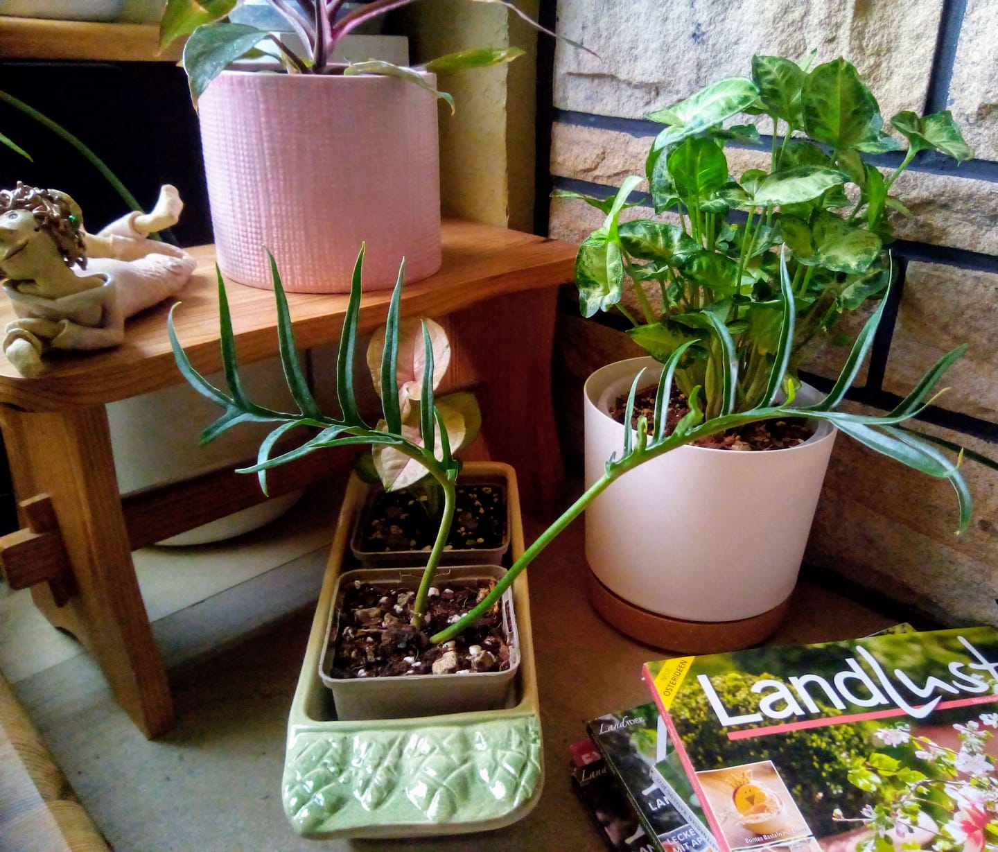 Customer photo review of PHILODENDRON TORTUM