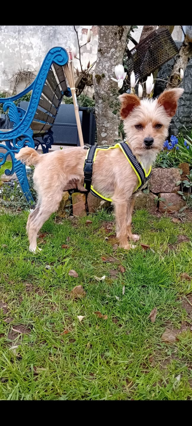 Customer photo review of Windhundgeschirr REFLEX Welpe/Windspiel "Yellow"