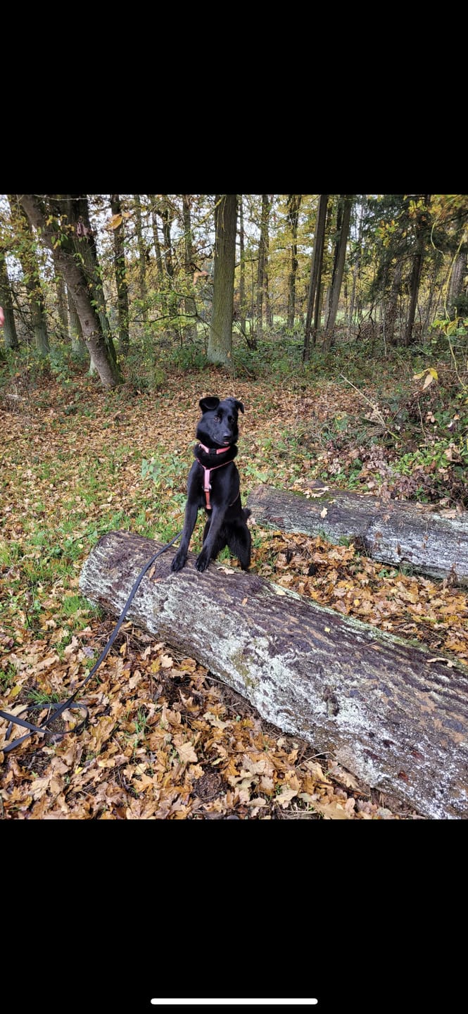 Customer photo review of Premium Hundegeschirr gepolstert