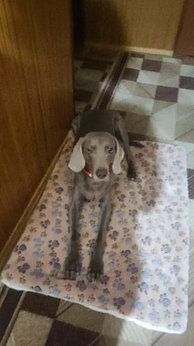 Customer photo review of DogCatFri™ PetBlanket- Hyggelig Kæledyrs Komfort Tæppe