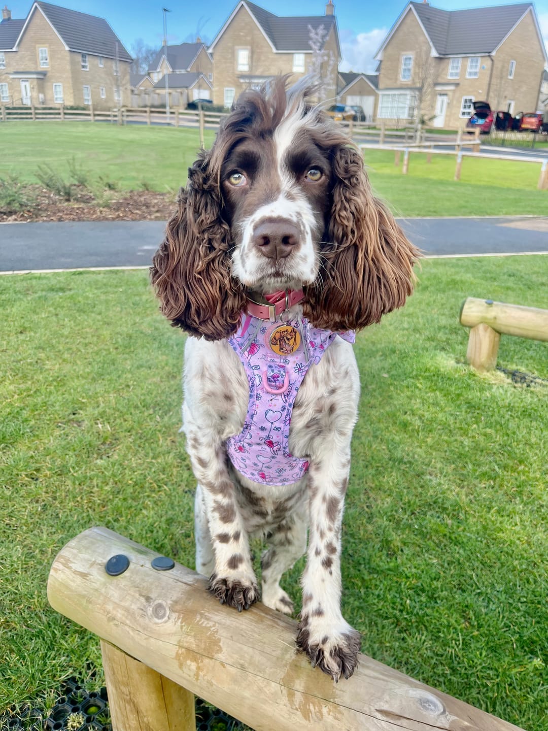 Customer photo review of Tough Trails™ Harness - Piglet