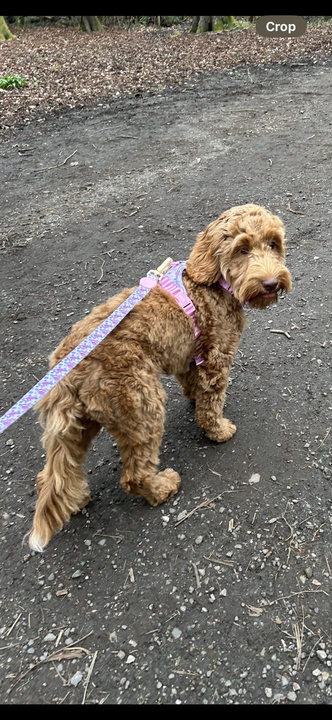 Customer photo review of Tough Trails™ Harness - Piglet