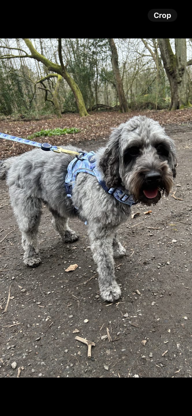 Customer photo review of Tough Trails™ Harness - Eeyore