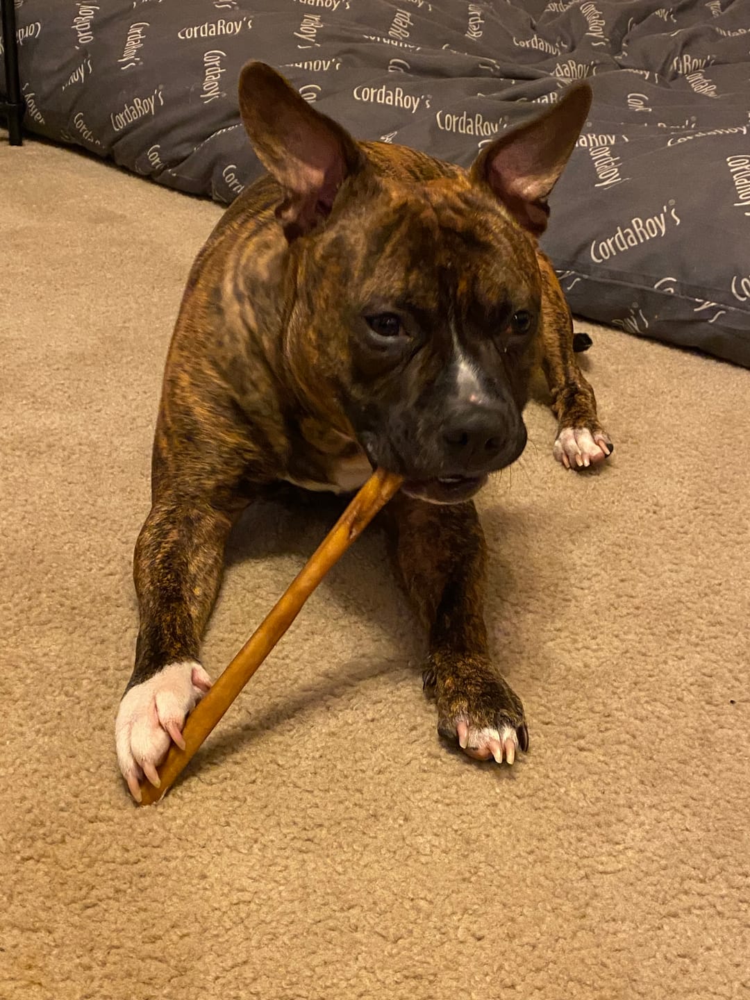 Customer photo review of 12 Inch Beef Jerky Strip