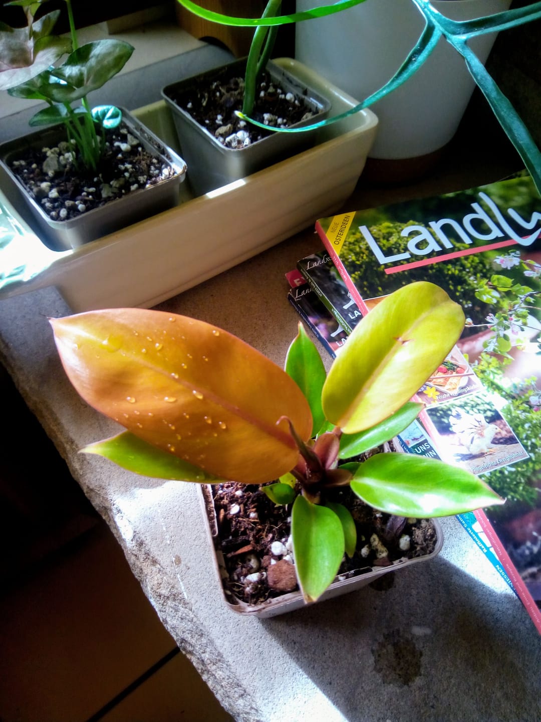 Customer photo review of PHILODENDRON PRINCE OF ORANGE