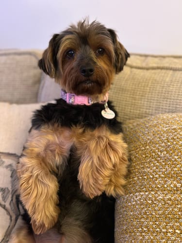 Customer photo review of Collar - Piglet - Pink