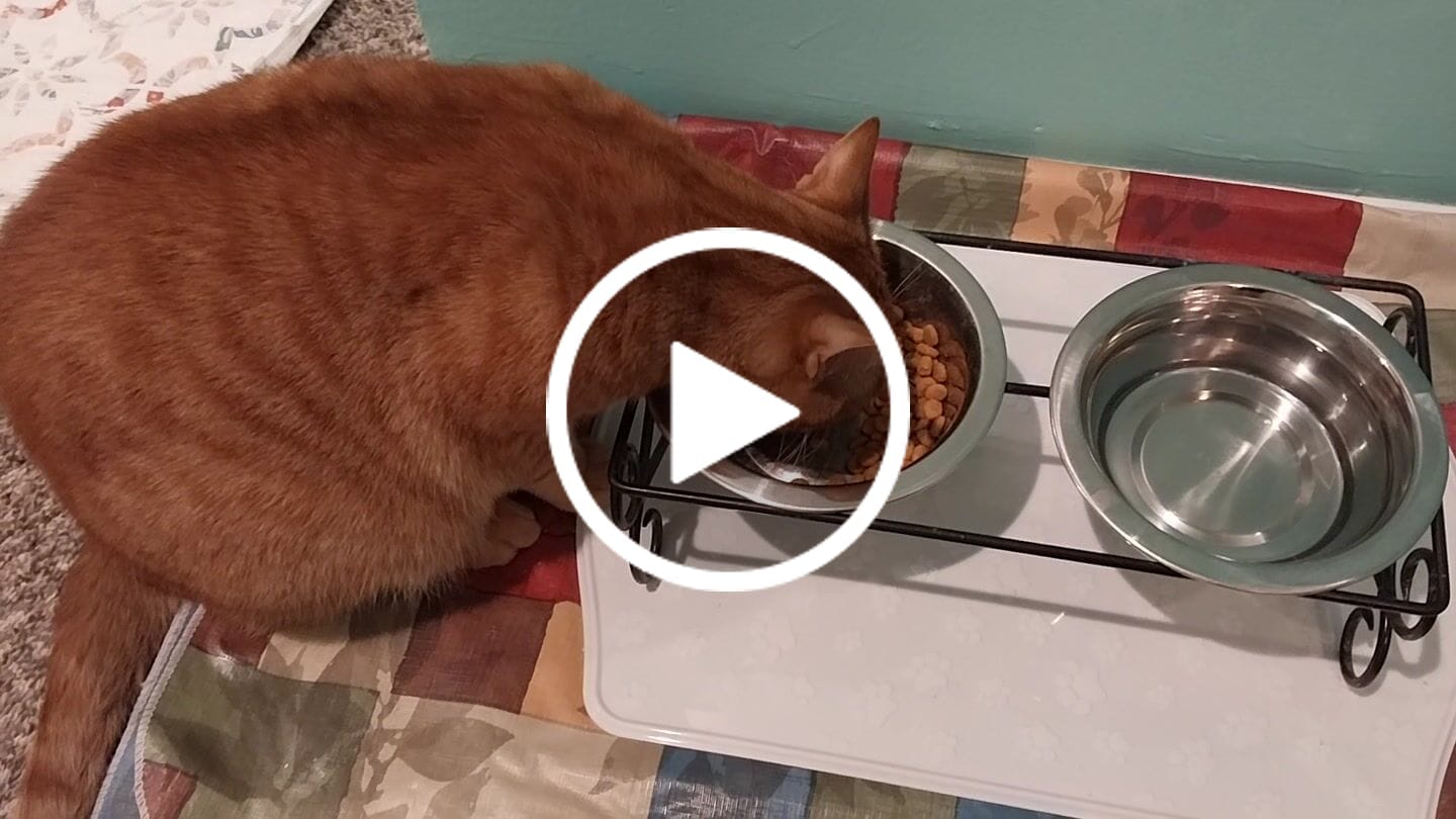 Customer video review of Royal Canin Veterinary Diet - Urinary SO + Calm Dry Cat Food