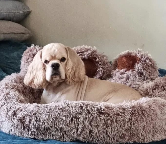 Customer photo review of Fluffy Paw