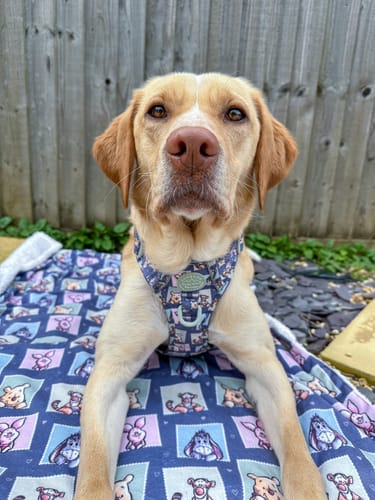 Customer photo review of Tough Trails™ Harness -  Winnie + Friends