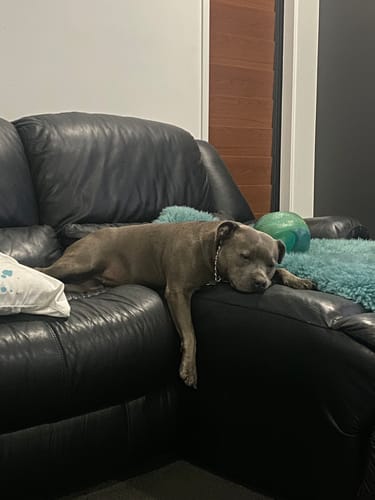 Customer photo review of Manuka Dog Balm