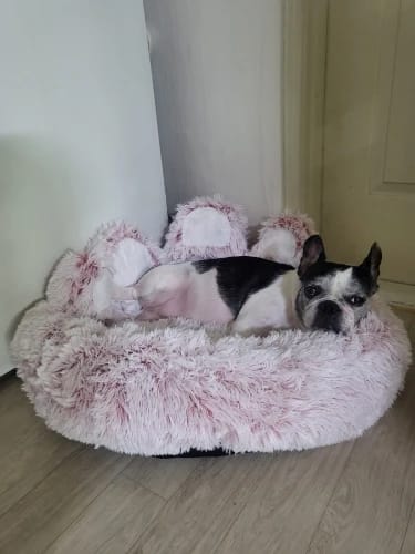 Customer photo review of Fluffy Paw
