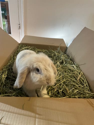 Customer photo review of Timothy Hay Box 'Coarse Cut'