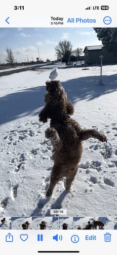 Customer photo review of Cow Ears For Dogs