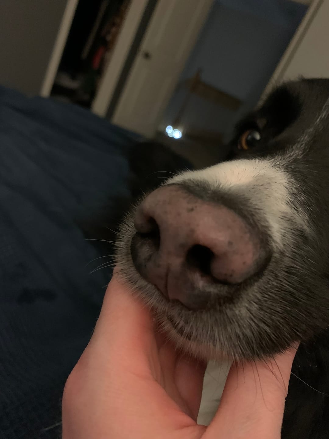 Customer photo review of Snout Balm