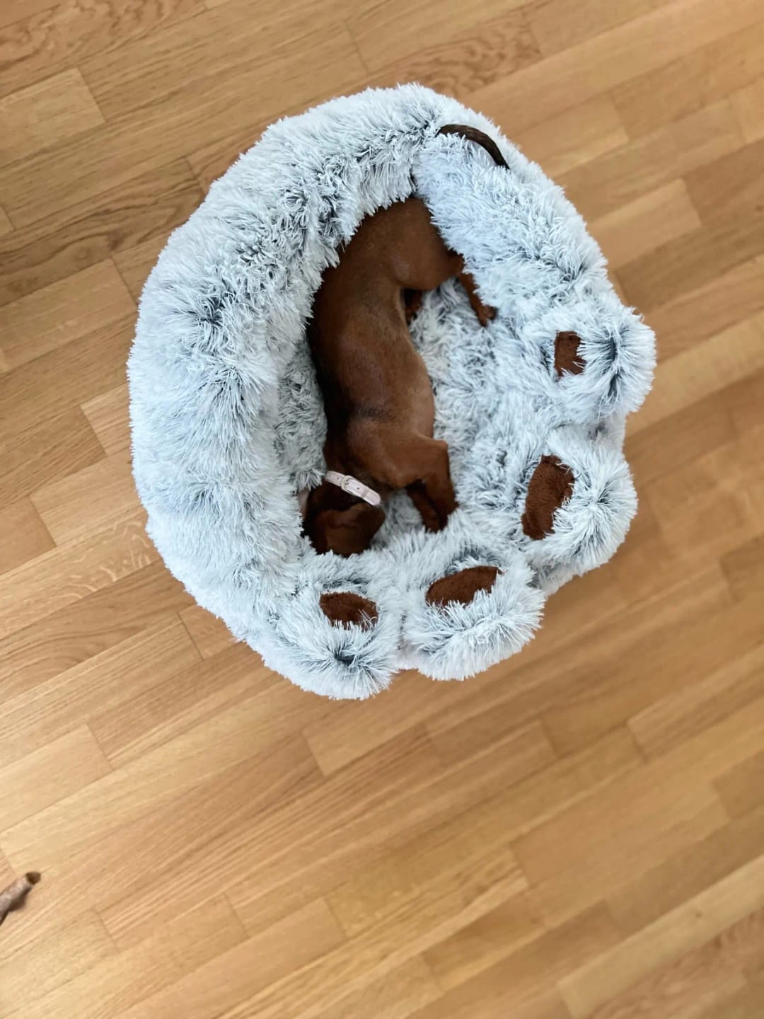 Customer photo review of Fluffy Paw
