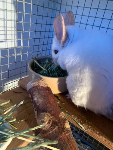 Customer photo review of Dandelion Leaves