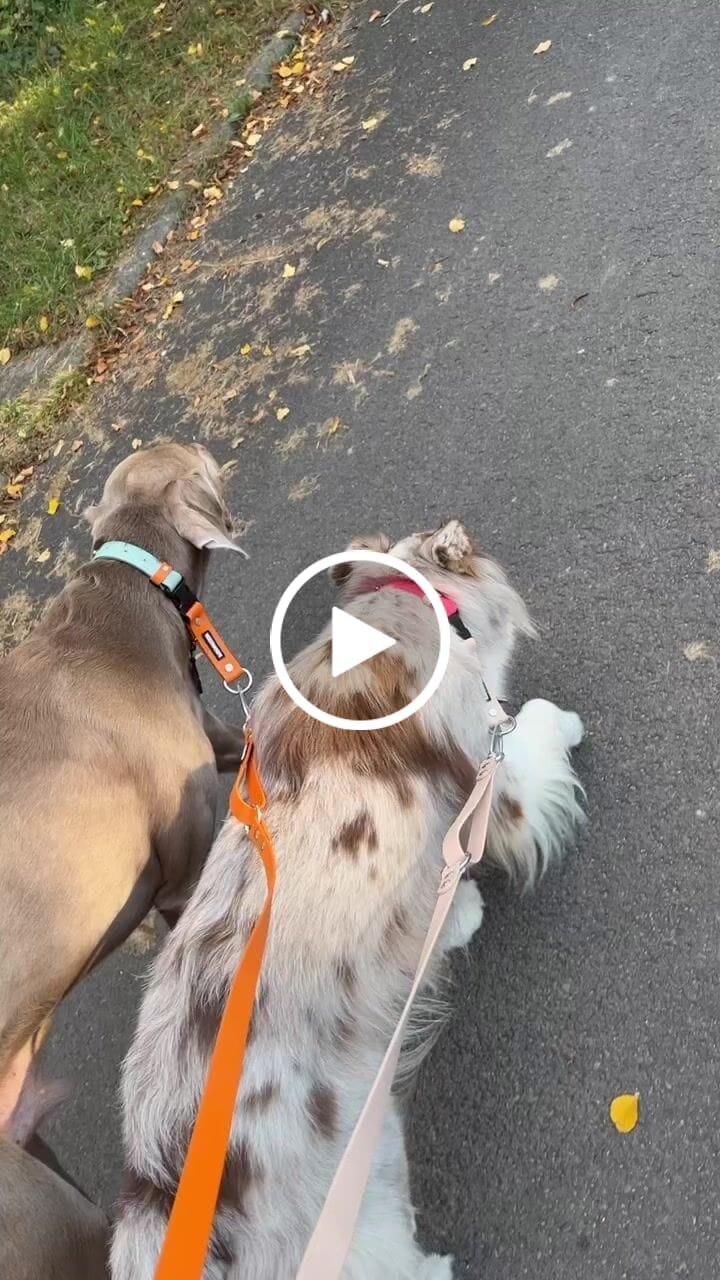 Customer video review of The Multi QuickLead™ - Dog Leash