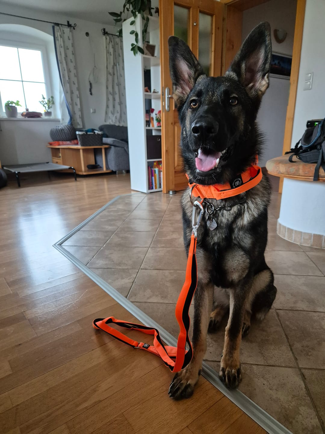 Customer photo review of 4cm Combat® Collar | With Handle & Rated Clip - Orange v2.0