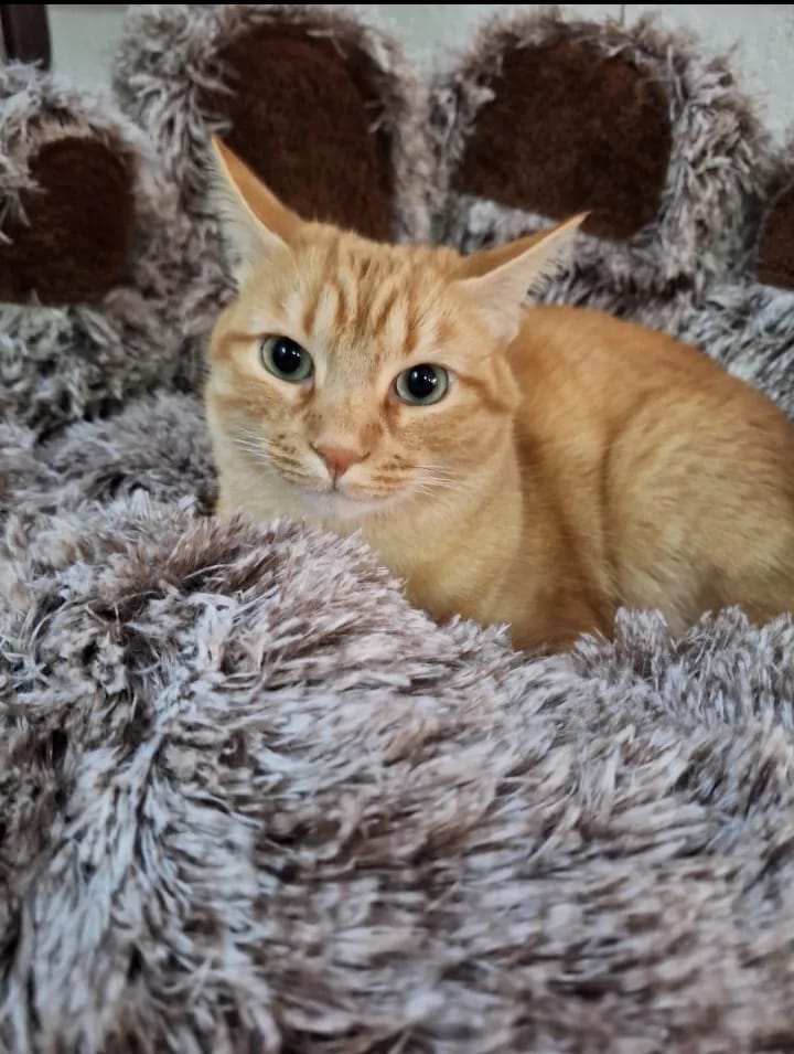 Customer photo review of Fluffy Paw