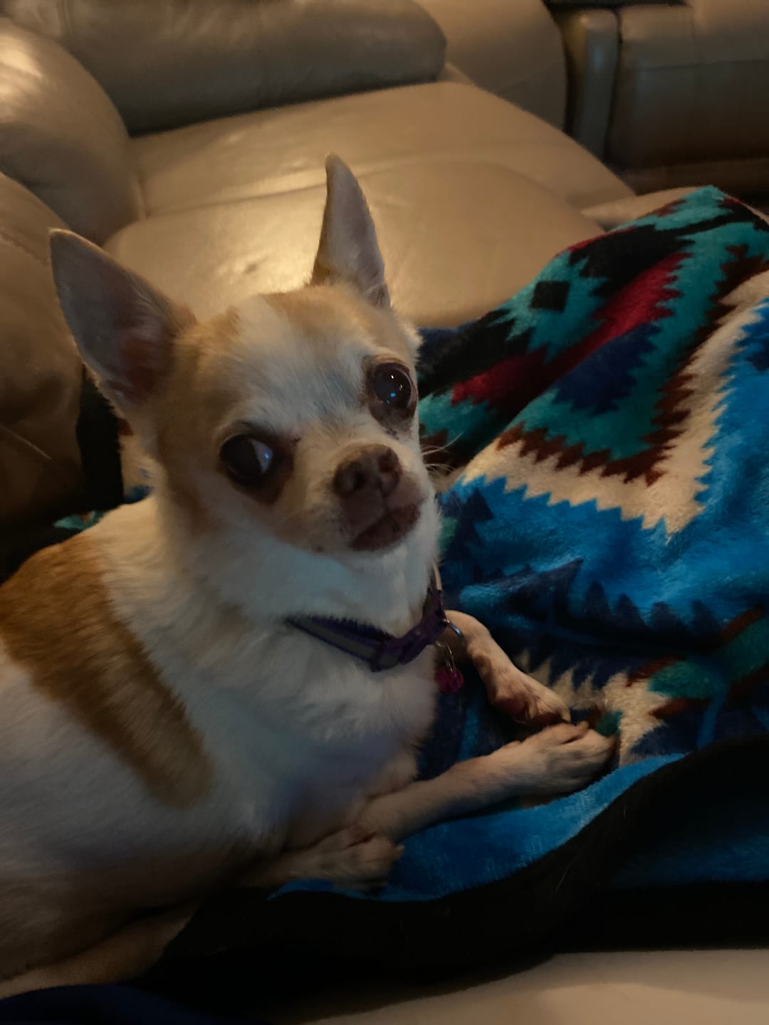 Customer photo review of Breathe Easy for Dogs - Respiratory Support and Kennel Cough Remedy