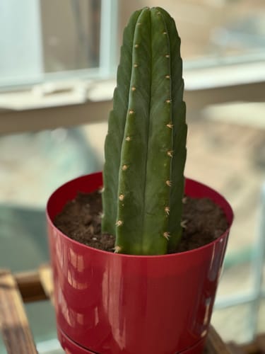 Customer photo review of San Pedro Cactus | Echinopsis (Trichocereus) pachanoi