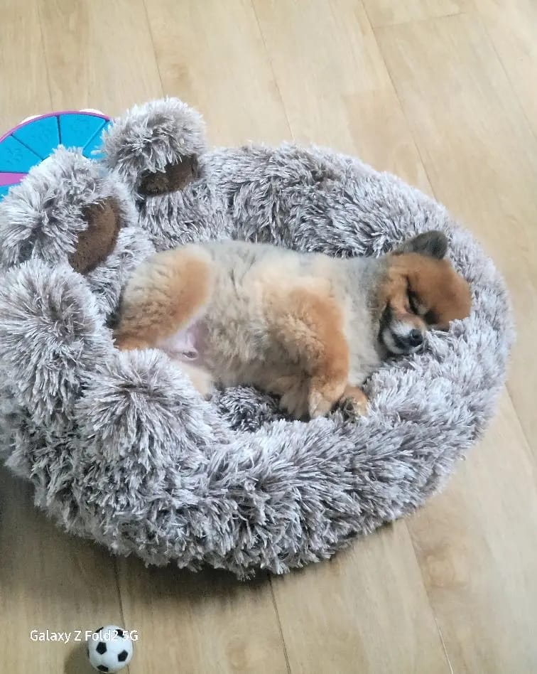 Customer photo review of Fluffy Paw