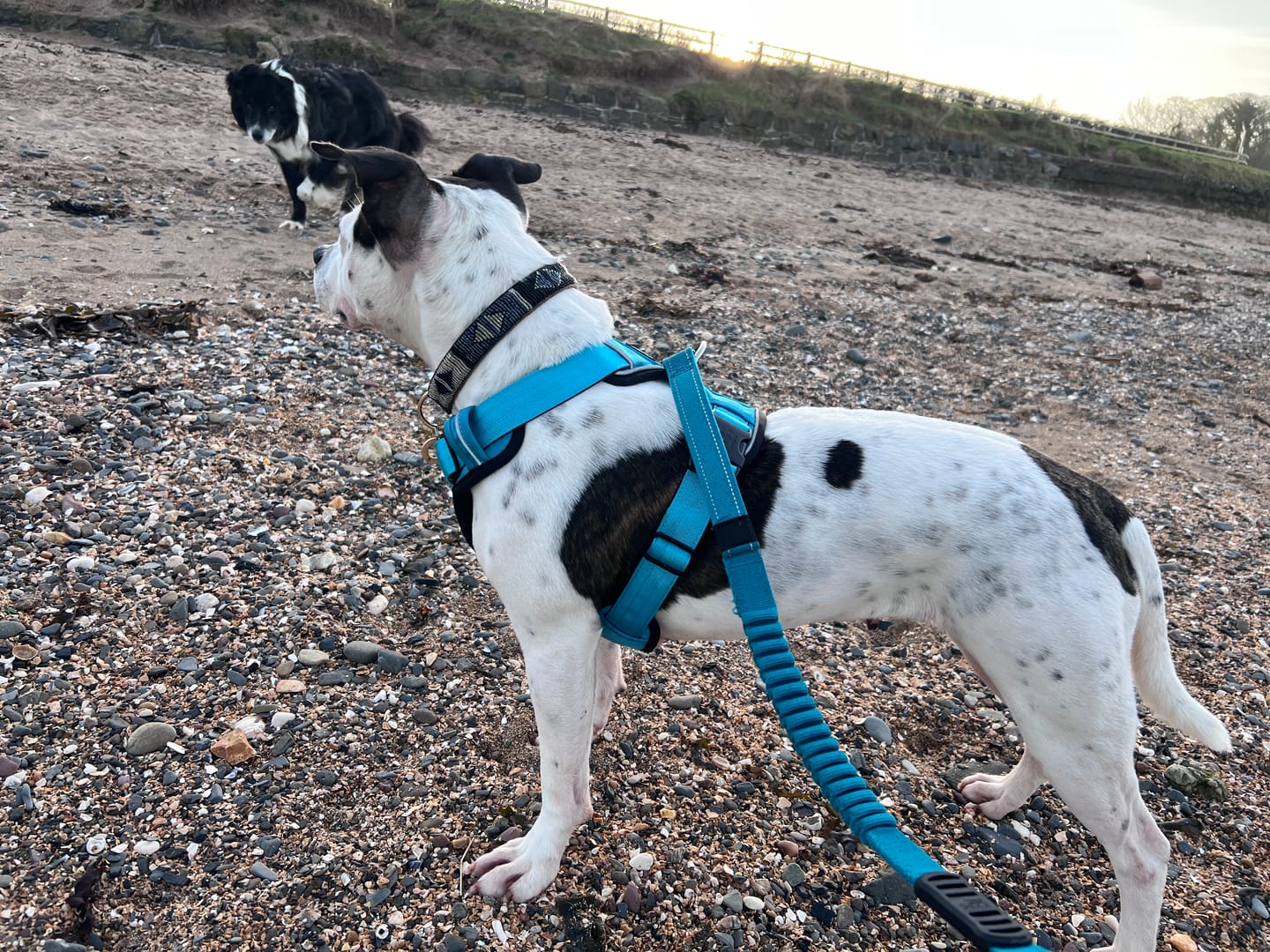 Customer photo review of Premium Comfort Harness | Non Restrictive & Adjustable - Light Blue