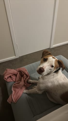 Customer photo review of DoggieBalm Manuka