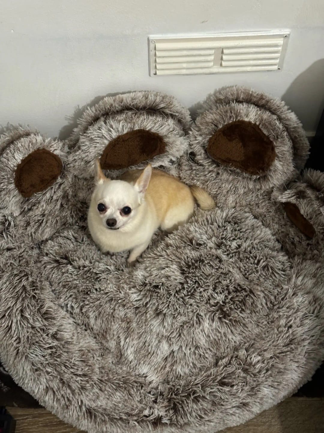 Customer photo review of Fluffy Paw