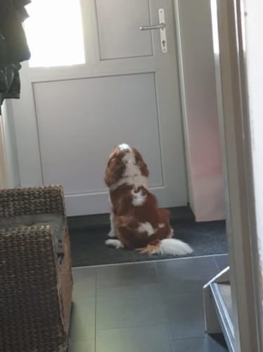 Customer photo review of Anti-bark device for dogs | WoofZen™